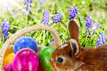 Hase und ein Körbchen mit bunten Eiern